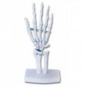 LIFE-SIZE FUNCTIONAL HUMAN HAND JOINT
